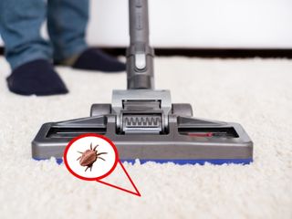 Carpet Cleaning Company In Alameda