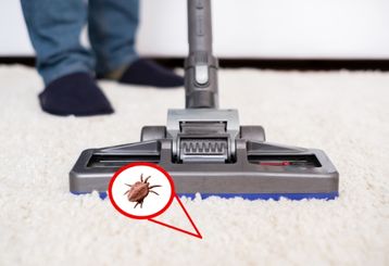 Carpet Cleaning Company Near Me, Alameda CA